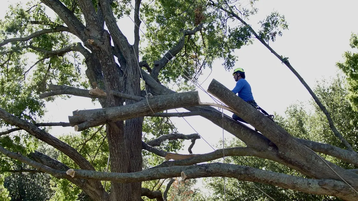 Professional Crown Thinning performed by certified arborists in Cartersville