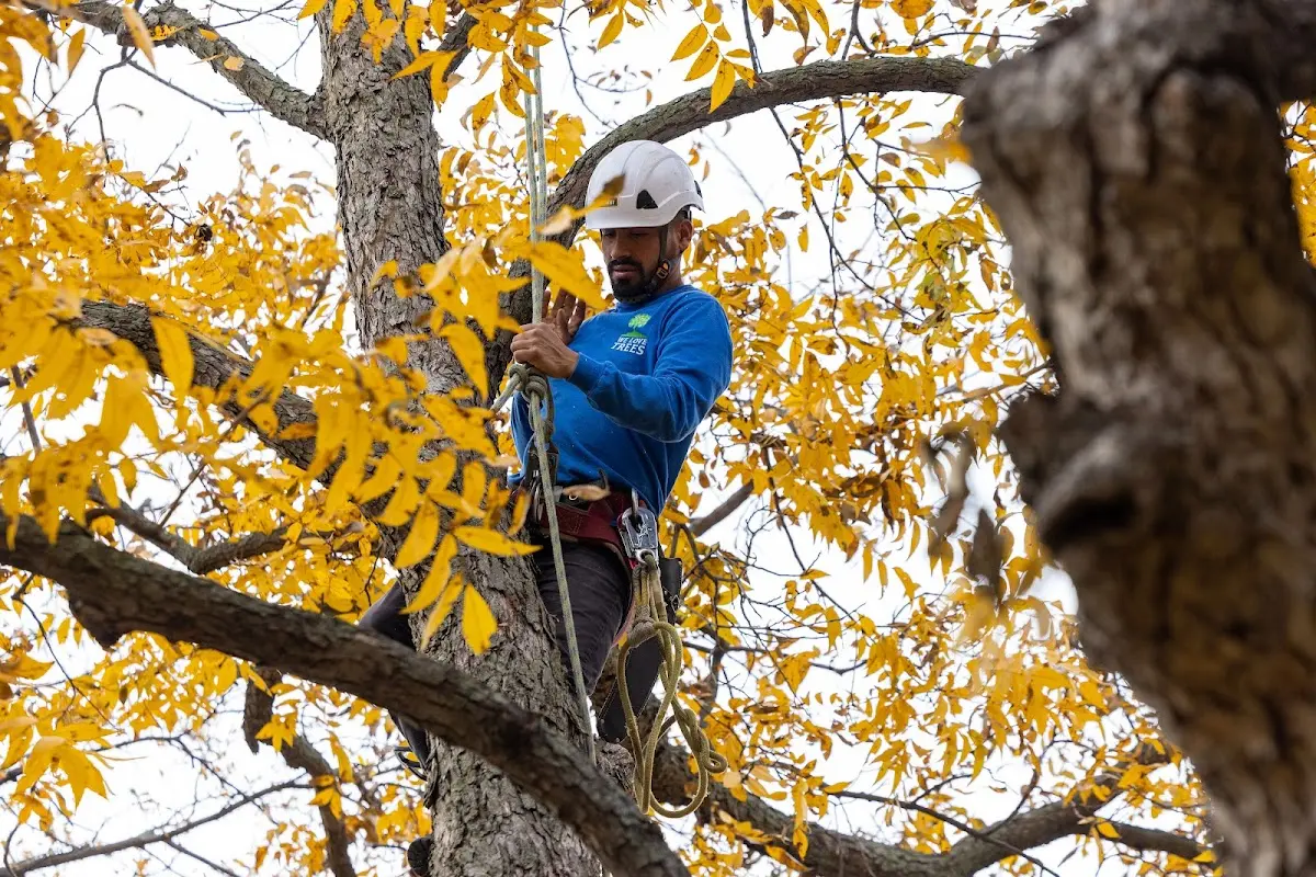 Skilled Tree Planing crew working in Cartersville